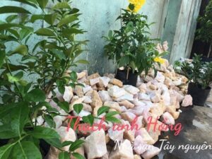 da thach anh vun hong tho xu ly phong thuy