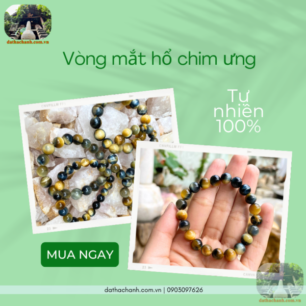 vòng mắt hổ chim ưng