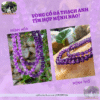 vòng cổ đá thạch anh tím