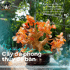 cây đá phong thủy để bàn