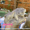 Đá phong thủy thạch anh hồng, ý nghĩa, cách dùng và giá chuẩn cho phong thủy nhà ở 88 đá phong thủy thạch anh hồng