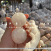 Đá thạch anh trắng tự nhiên trấn trạch, bảo vệ gia đạo bình an, năng lượng thanh khiết 63 đá thạch anh trắng tự nhiên