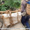 Đá thạch anh trắng tự nhiên trấn trạch, bảo vệ gia đạo bình an, năng lượng thanh khiết 50 đá thạch anh trắng tự nhiên