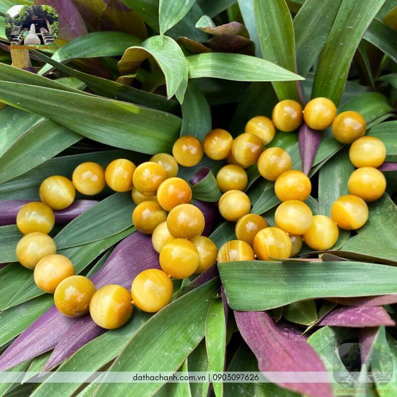 vòng mắt hổ vàng